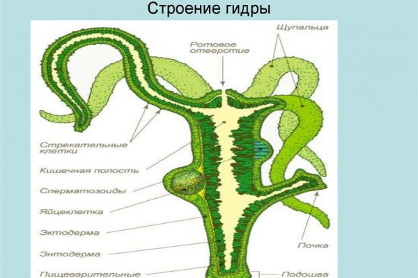 Black sprut магазин